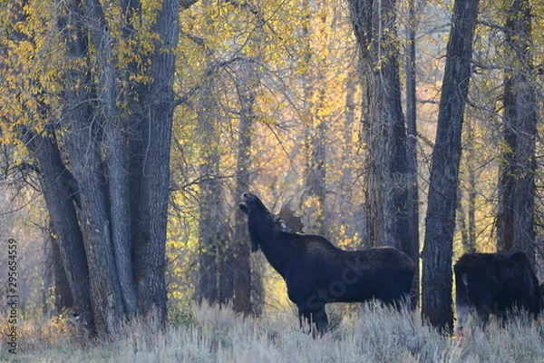 Fototapeta outside the city of Jackson in Wyoming USA,I ve had several meetings with the American Elk, Moose.Each of the bulls was very large,even for American mesurements