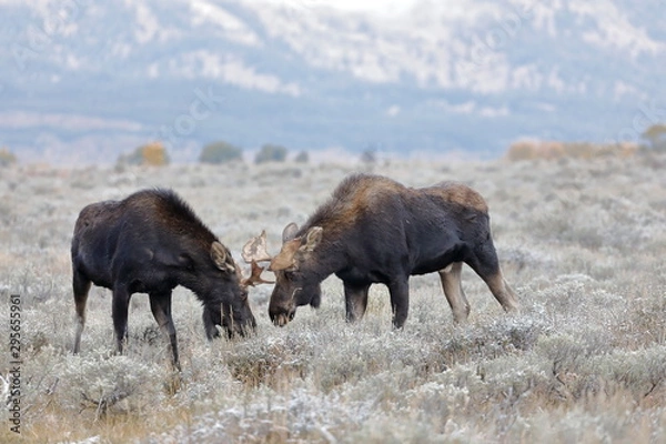Fototapeta outside the city of Jackson in Wyoming USA,I ve had several meetings with the American Elk, Moose.Each of the bulls was very large,even for American mesurements