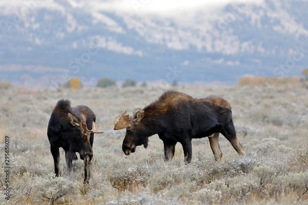 Fototapeta outside the city of Jackson in Wyoming USA,I ve had several meetings with the American Elk, Moose.Each of the bulls was very large,even for American mesurements