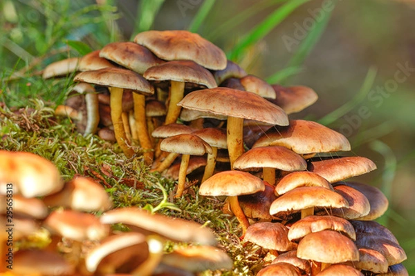 Obraz Agaricus Blazei Murrill 