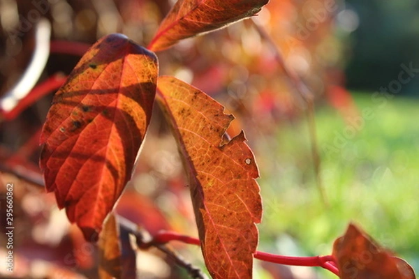 Obraz Herbstfärbung