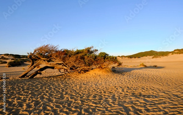 Obraz Juniperus in Dune di Piscinas, Sardinian Desert, Arbus, Italy