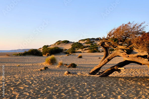 Fototapeta Juniperus in Dune di Piscinas, Sardinian Desert, Arbus, Italy