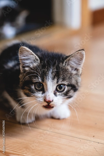 Fototapeta Kittens playing