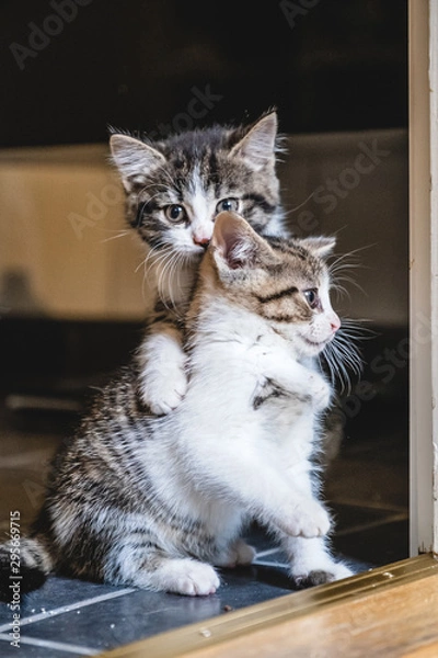 Fototapeta Kittens playing