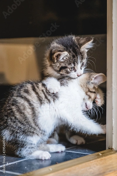 Fototapeta Kittens playing