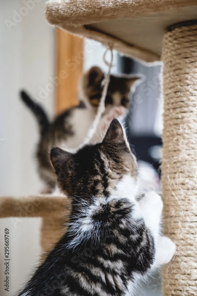 Fototapeta Kittens playing