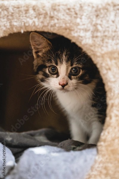 Fototapeta Kittens playing