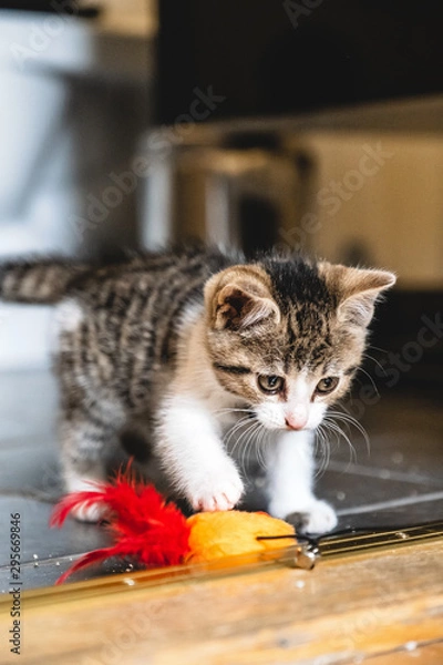Fototapeta Kittens playing