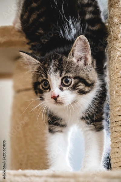 Fototapeta Kittens playing