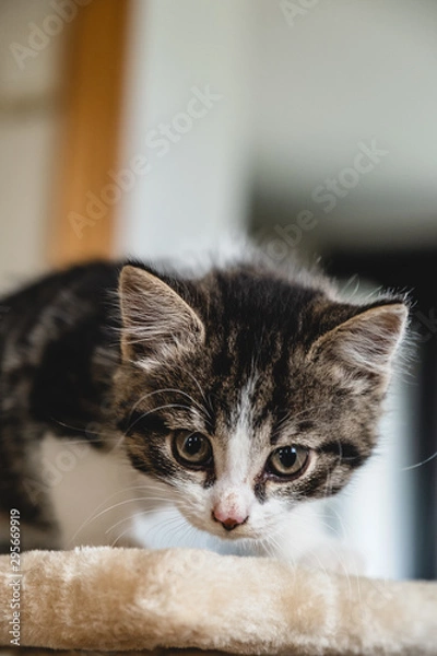 Fototapeta Kittens playing