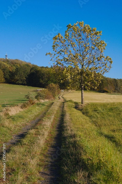 Obraz Feldweg durch die Wiesen