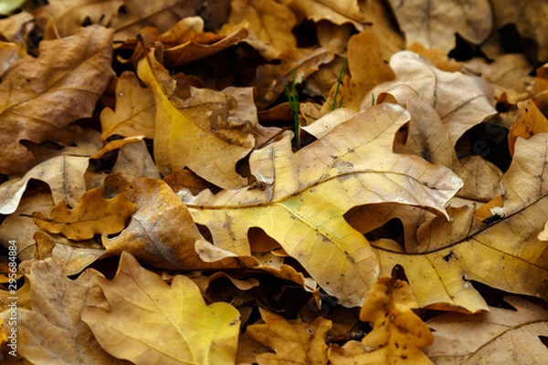 Fototapeta Fallen oak leaves in the autumn forest.