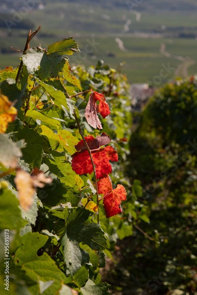 Obraz autumn grape
