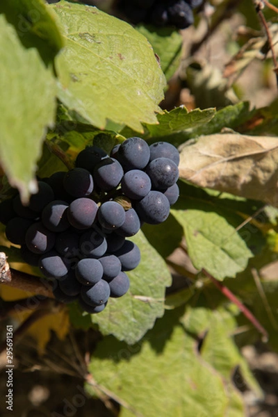 Obraz wine grape