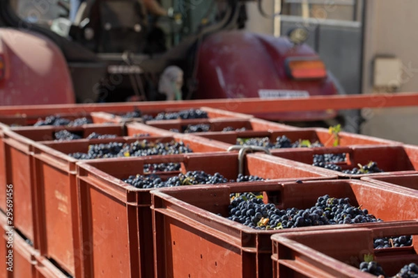 Obraz wine harvest