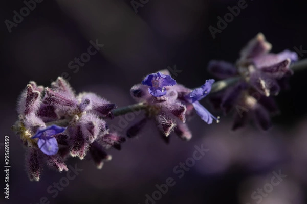 Obraz natural violet