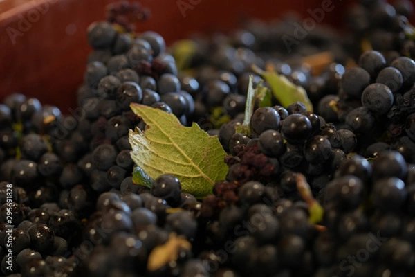 Obraz ready for wine