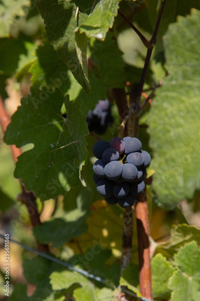 Obraz red grapes on the vine