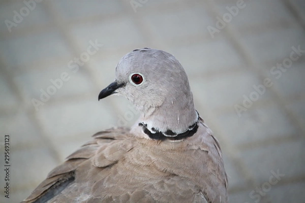 Fototapeta Pigeon