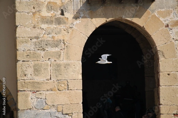 Fototapeta Seagull Gabbiano