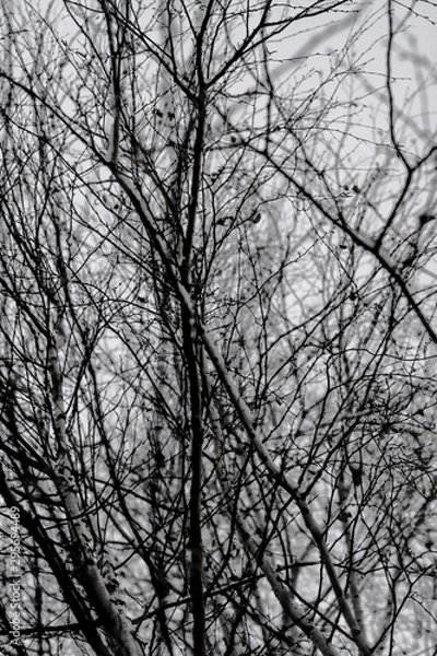 Fototapeta Bare scary branches of autumn-winter trees. Graphic black and white background