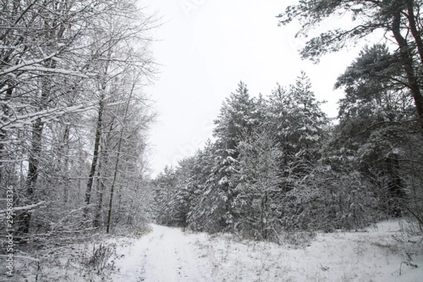 Fototapeta Beautiful winter landscape in a snowy forest. Beautiful Christmas trees in a snowdrift and snowflakes. Stock photo for new year