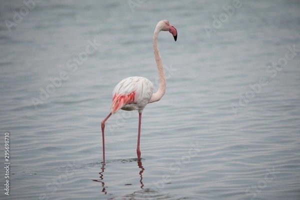 Fototapeta A flamingo in Walvis Bay, Namibia
