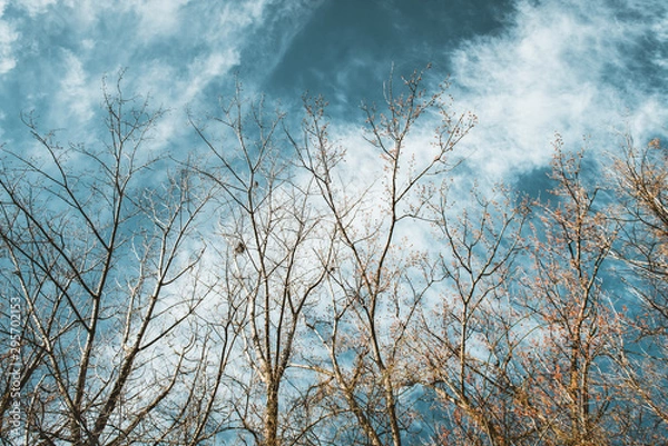 Fototapeta tree in the sky