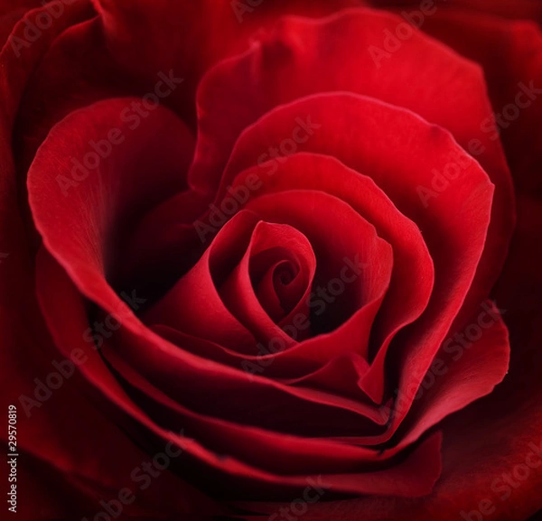 Fototapeta Red Rose Close-up. Selective focus