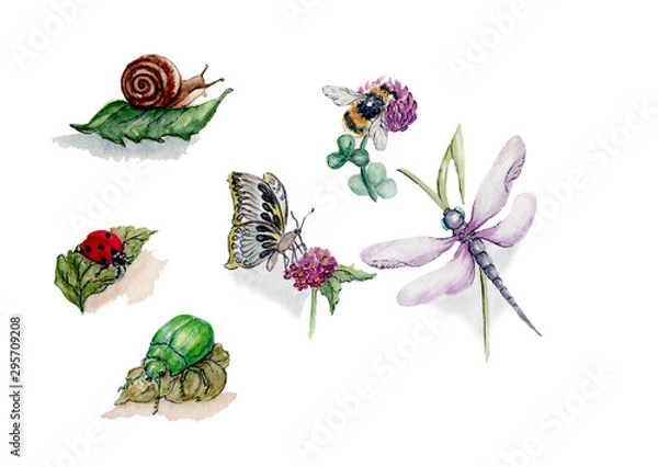 Obraz akwarela ilustracja owadów