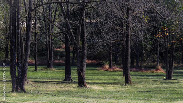 Obraz trees in the park