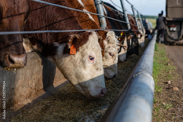 Obraz cows in farm