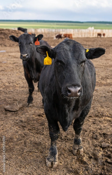 Obraz cows on farm