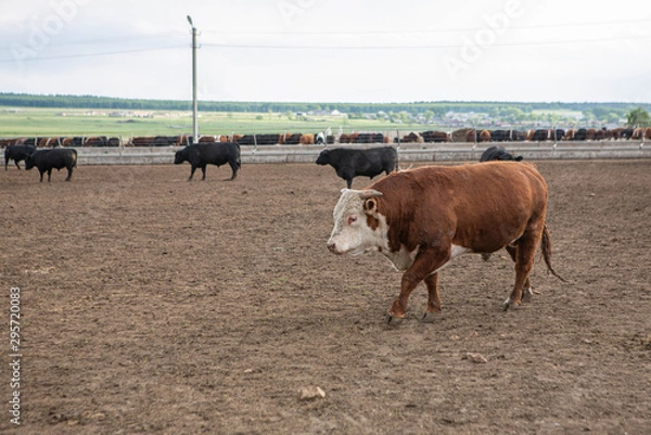 Obraz cows in field