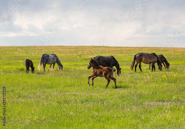 Obraz horses on a meadow