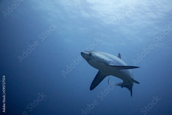 Fototapeta A thresher shark approaches the viewer cautiously