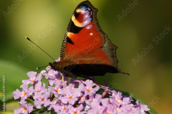 Obraz Garden butterfly 