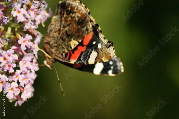 Obraz Butterfly in the garden 