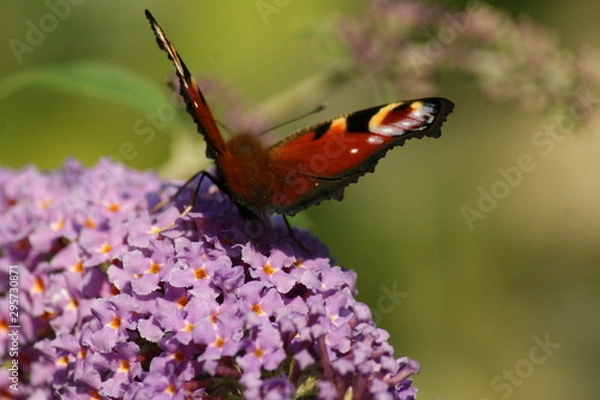 Obraz Sommerfulg på blomst