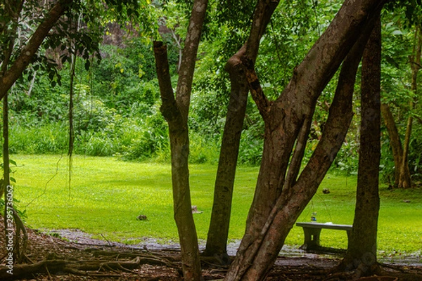 Fototapeta trees in the forest