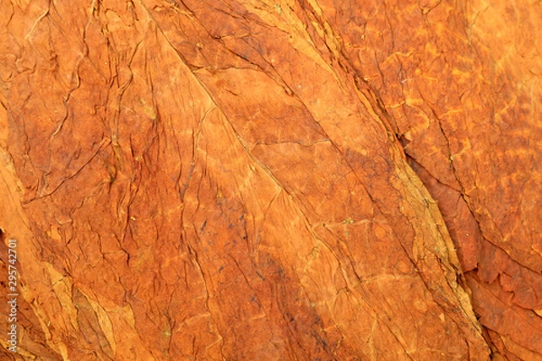 Obraz tobacco leaves