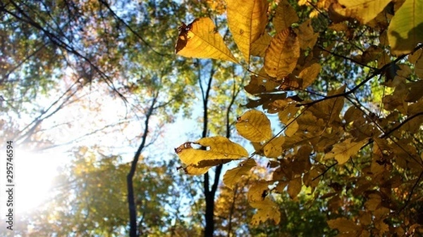 Obraz tree in autumn