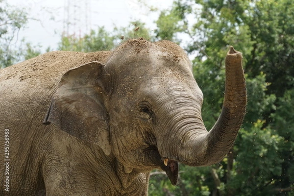 Fototapeta アジアゾウ