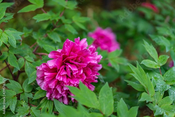 Obraz 雨の徳川園の牡丹の花