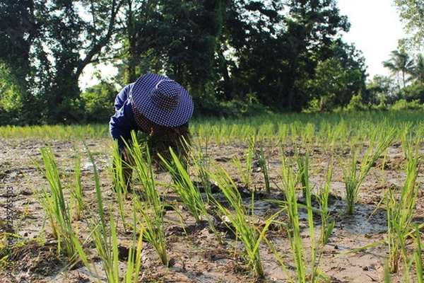 Fototapeta Farmers planted seedlings of jasmine rice on muddy soil, photographed blurry