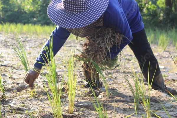 Fototapeta Farmers planted seedlings of jasmine rice on muddy soil, photographed blurry