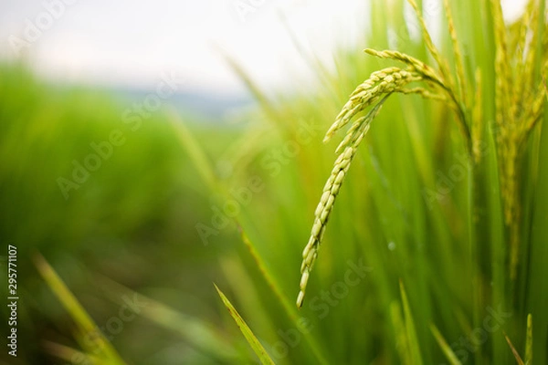 Fototapeta The rice that is going to be yellow soon