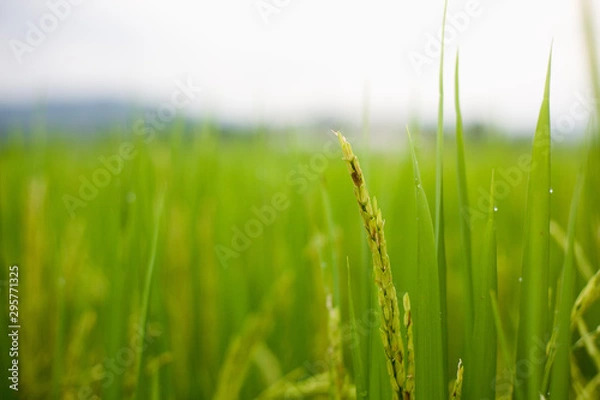 Fototapeta The rice that is going to be yellow soon