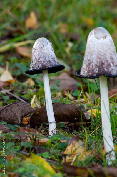 Obraz Herbststimmung